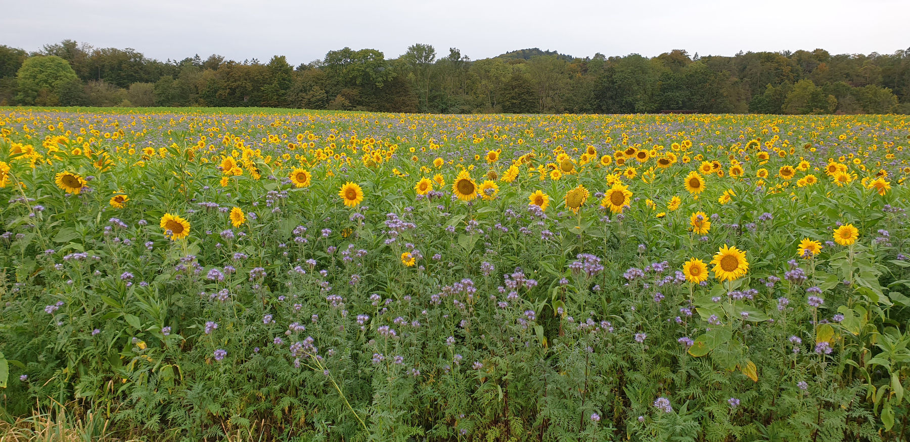 blühende_Begrünung_Sonnenblume_Phacelia_Okt_2023_NÖ_Nähe_Kröllendorf_Kerschbaumer.jpg © Elisabeth Kerschbaumer/LK Niederösterreich