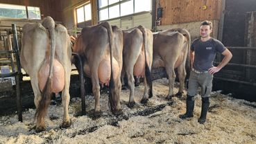 Brown Swiss (2).jpg © caRINDthia Brown Swiss (2).jpg © caRINDthia