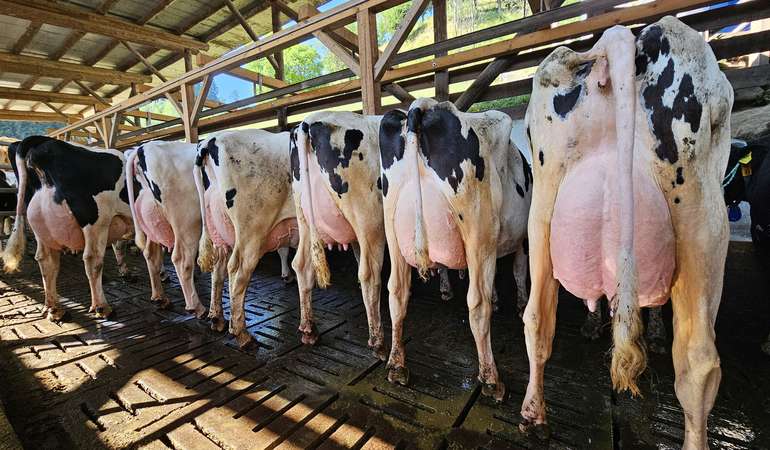 Holstein (3).jpg © caRINDthia Holstein (3).jpg © caRINDthia