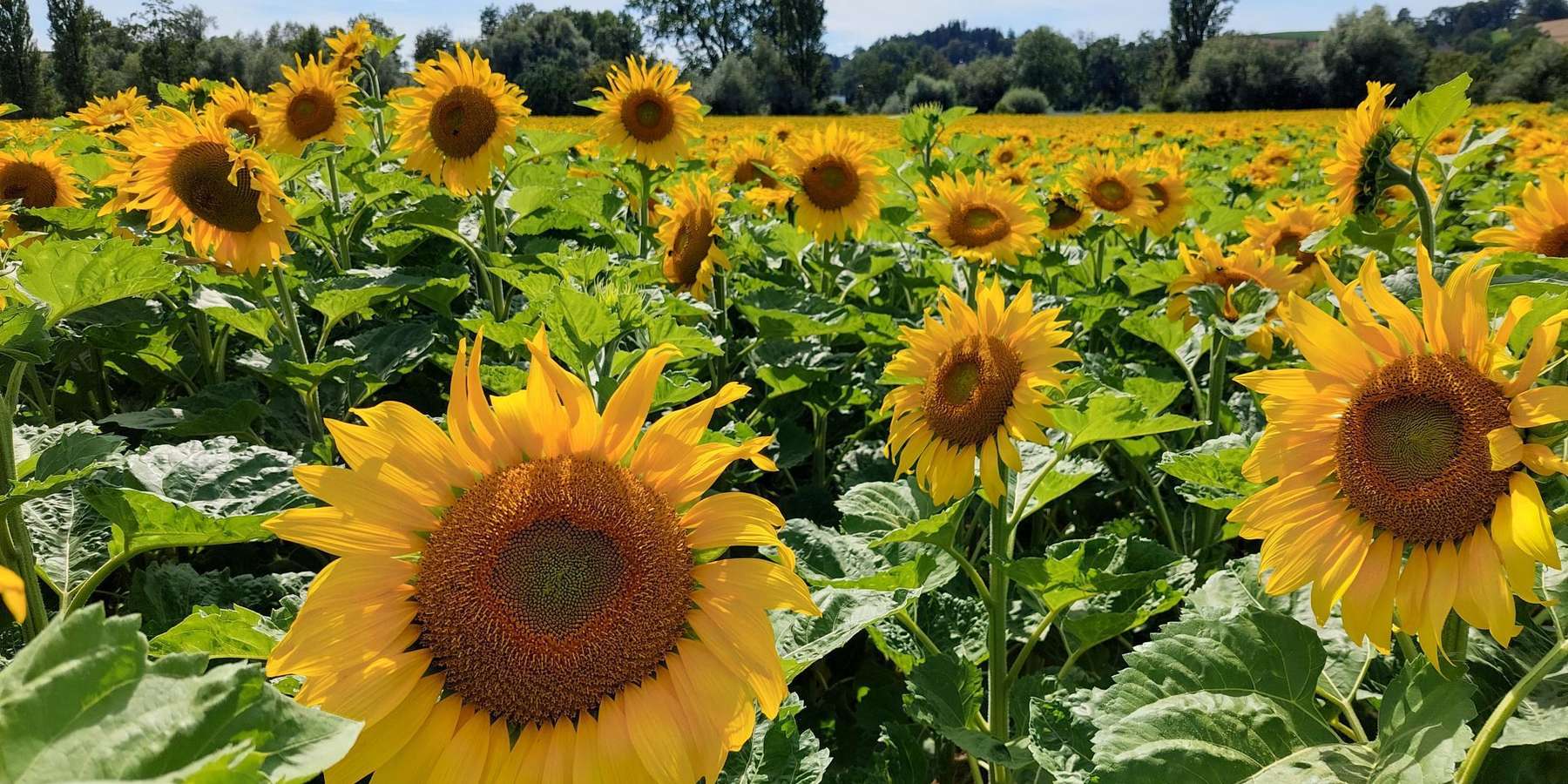 Sonnenblumen - Blüte.jpg © BWSB