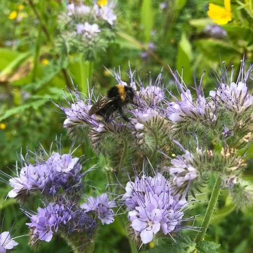 Phacelia_Früh mit Hummel.jpg © BWSB