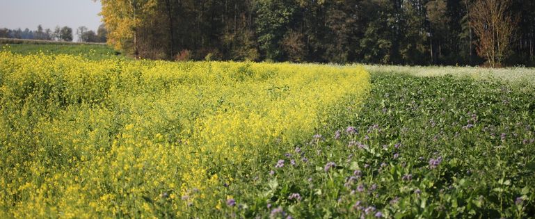 Begrünungen als Bereicherung des herbstlichen Landschaftsbildes © BWSB