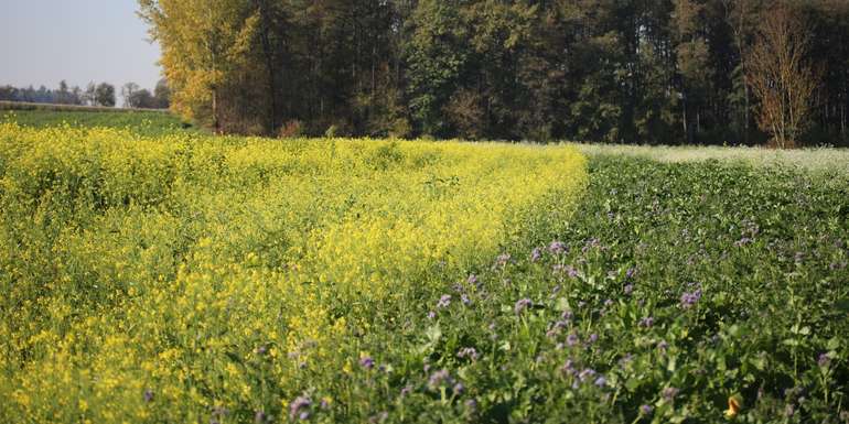 Begrünungen als Bereicherung des herbstlichen Landschaftsbildes.jpg © BWSB