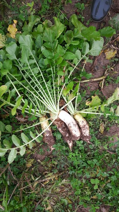 [17524753021940_1.jpg]