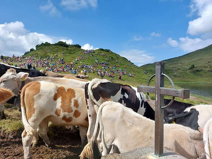 © Agrargemeinschaft Emser Alpen