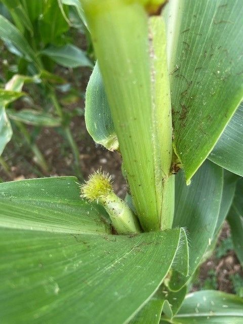 MWB 9.jpg © Slanitsch MWB 9.jpg © Slanitsch