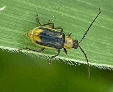 MWB 3.jpg © Slanitsch MWB 3.jpg © Slanitsch