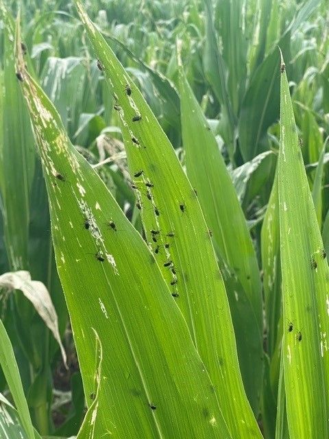 MWB 4 - Kopie.jpg © Slanitsch MWB 4 - Kopie.jpg © Slanitsch