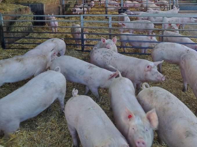 Schweine auf Stroh.jpg © BWSB