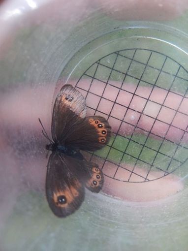 Schmetterling © Landwirtschaftskammer Steiermark / Stefan Bischof