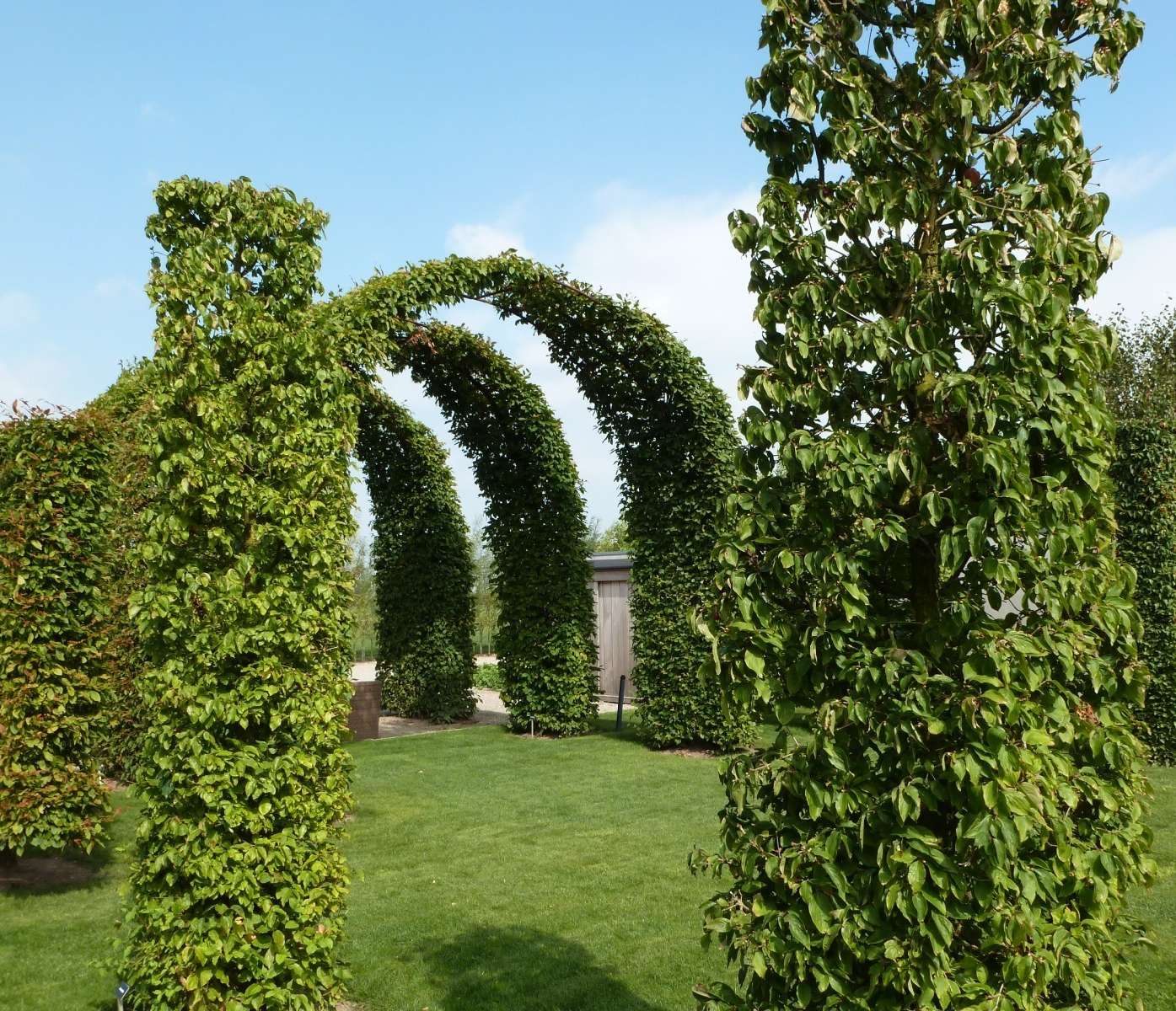 Gartentipp_Foto Gehölzschnitt.jpg © LK OÖ/Stumvoll