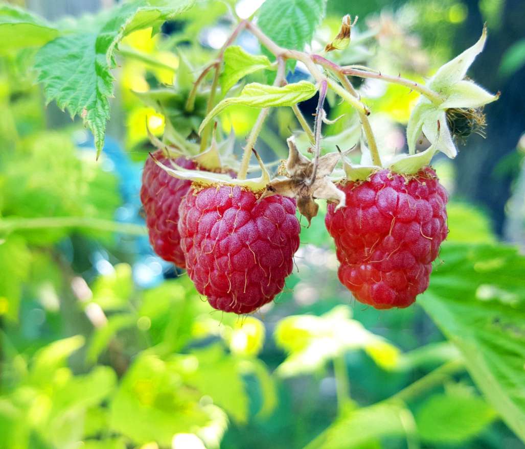 Himbeeren_C Stinglmayr b.jpg © Stefan Stinglmayr Himbeeren_C Stinglmayr b.jpg © Stefan Stinglmayr