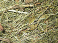 Banner_Grundfutter © LK Tirol