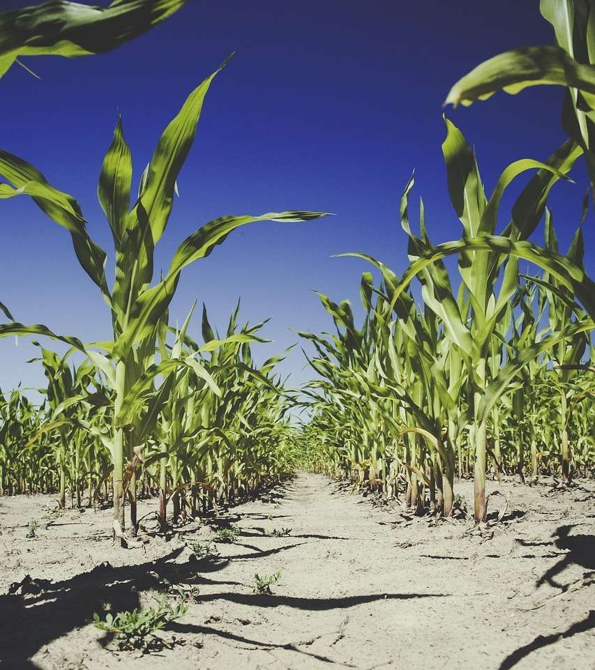 Maisfeld .jpg © markusspiske auf Pixabay