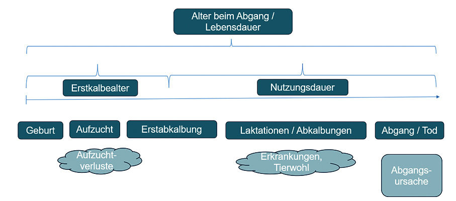 Langlebige Kühe schützen unser Klima.jpg © Egger-Danner