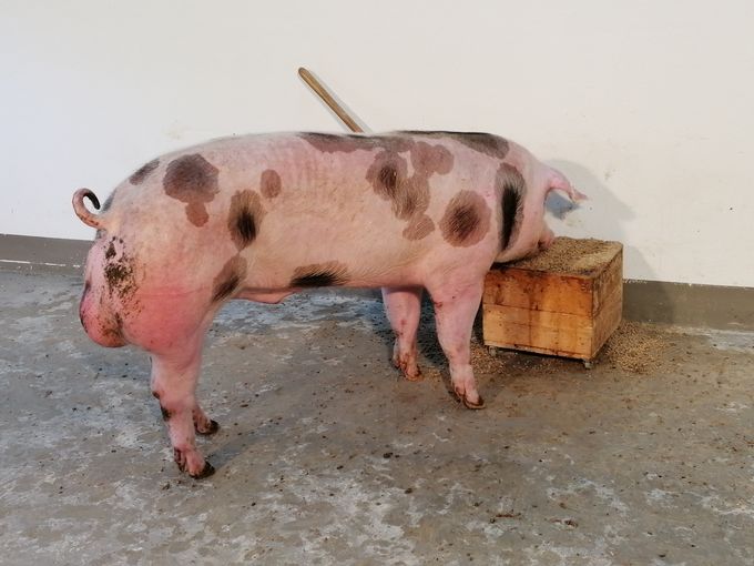 2025_07_wiblau_ooe.jpg © PIG Austria