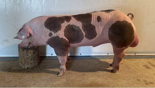 2025_07_plinse_noe.jpg © PIG Austria