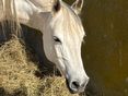 Bild Pferd © Archiv