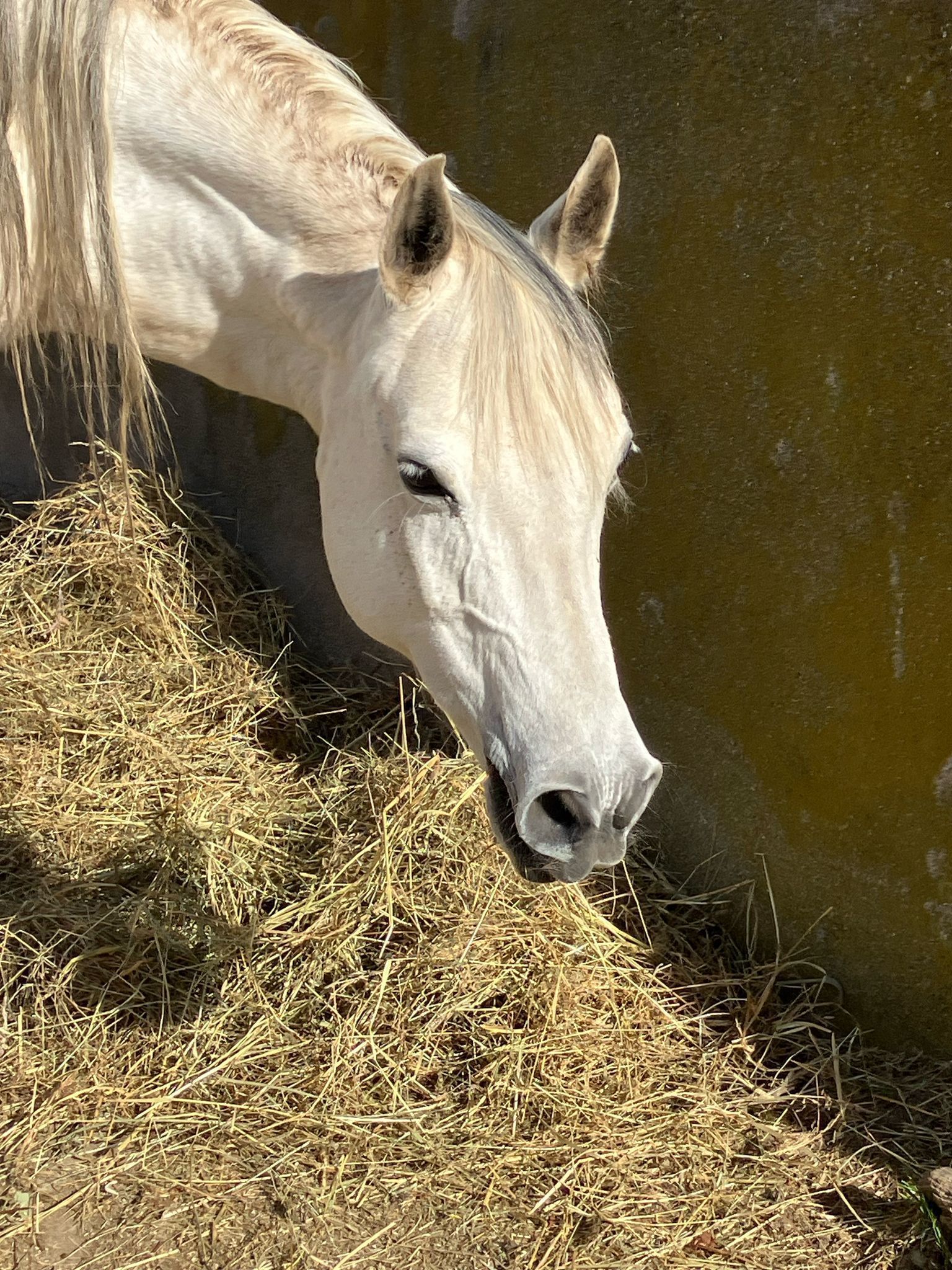 Bild Pferd.jpg © Pferdezuchtverband Bild Pferd.jpg © Pferdezuchtverband