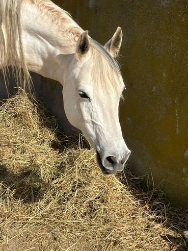 Bild Pferd.jpg © Pferdezuchtverband Bild Pferd.jpg © Pferdezuchtverband