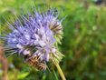 Biene auf Phacelia © BWSB/Falkensteiner