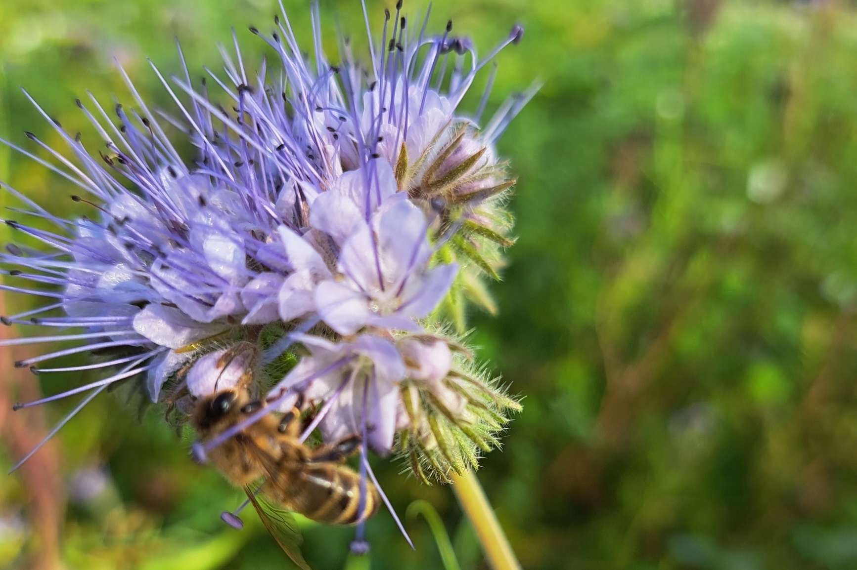 Biene auf Phacelia.jpg © BWSB/Falkensteiner