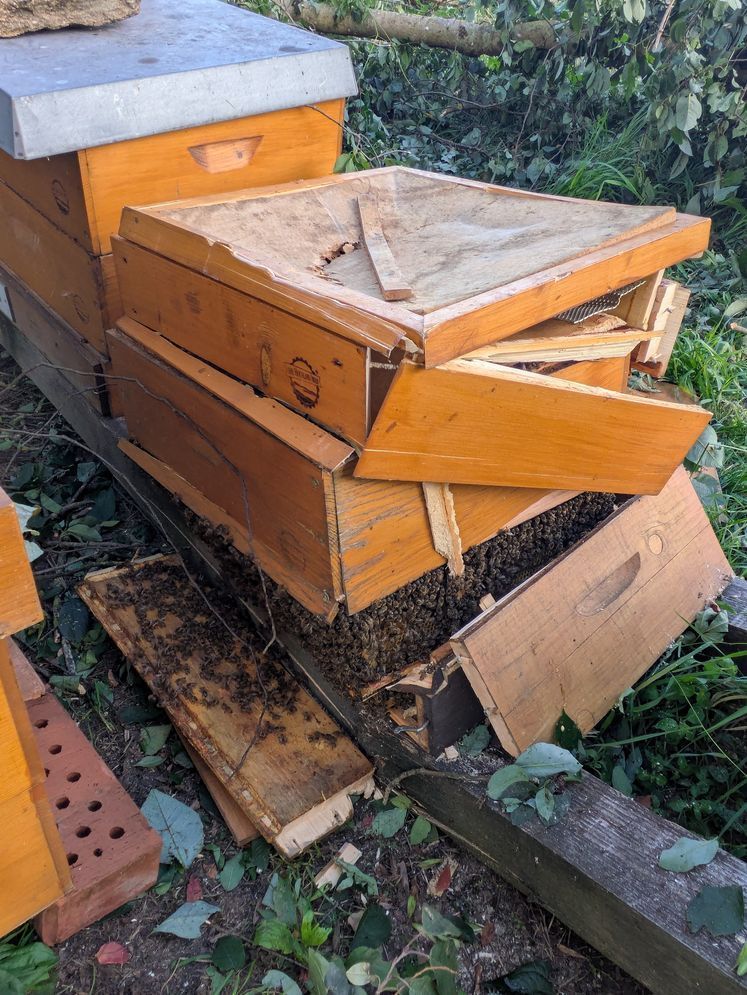 1753096050839248.jpg © Bienenzentrum OÖ/Frühwirth