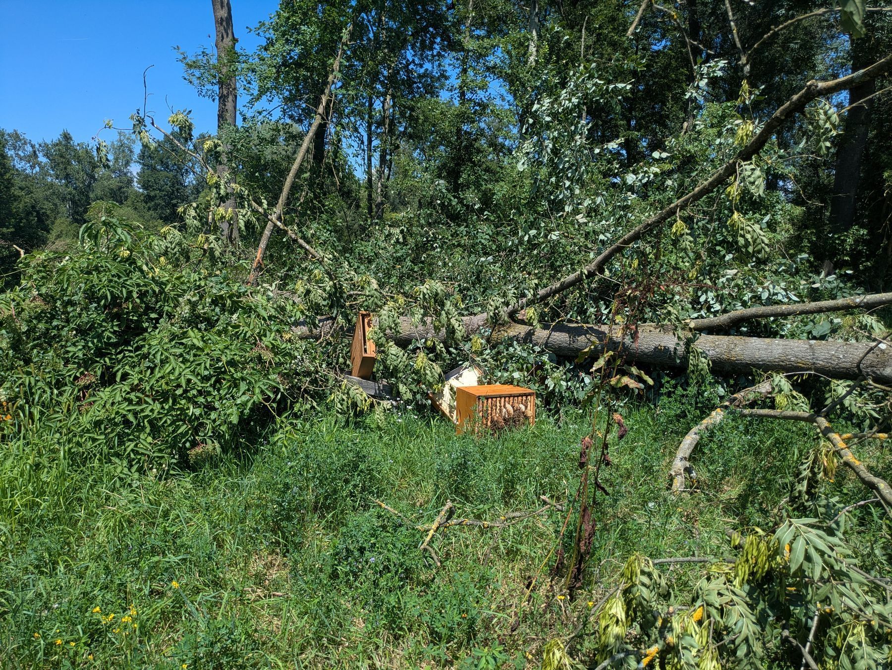 1753095750729857.jpg © Bienenzentrum OÖ/Frühwirth
