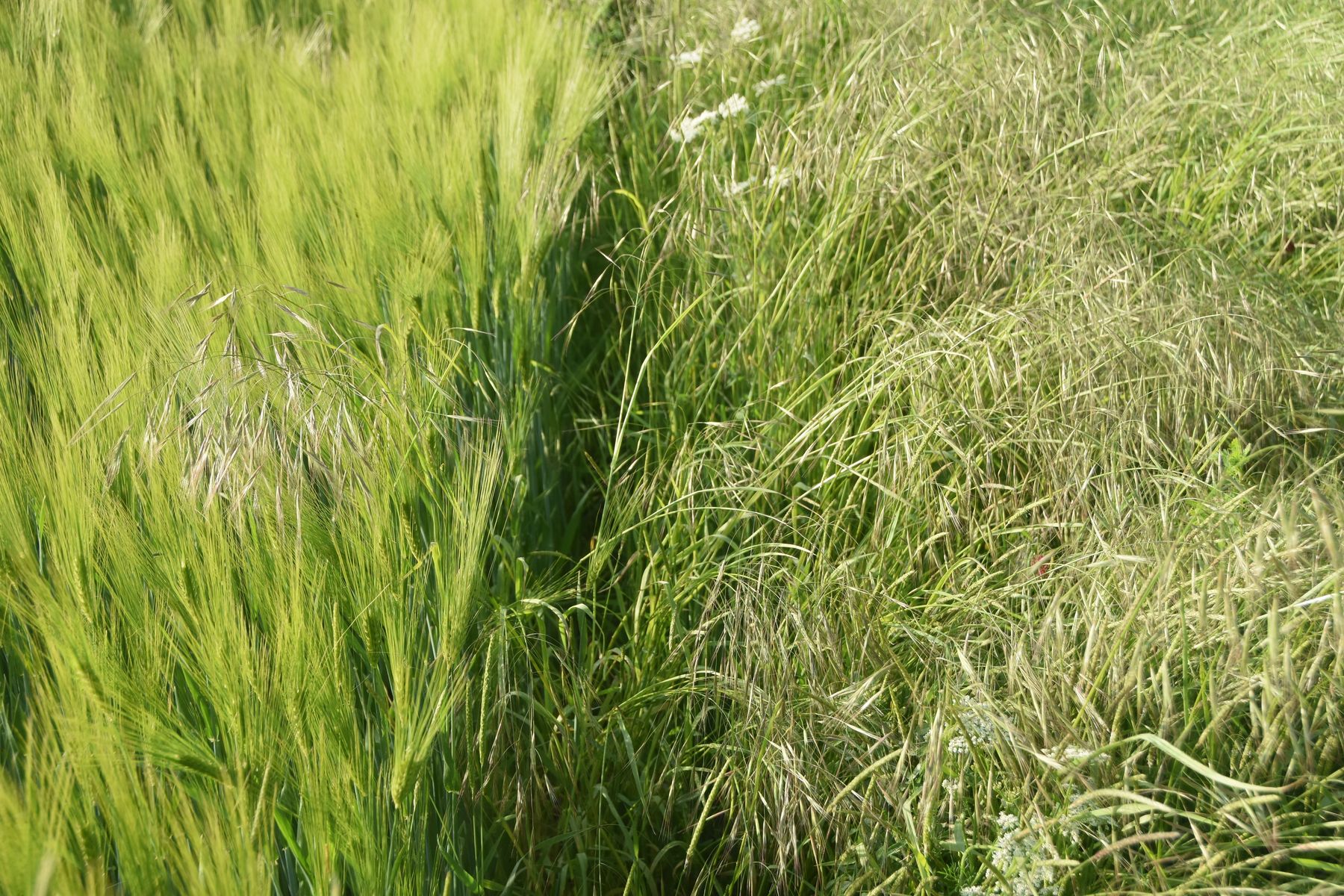 Trespen wandern oft von Feldrand ein.jpg © LK OÖ/Köppl