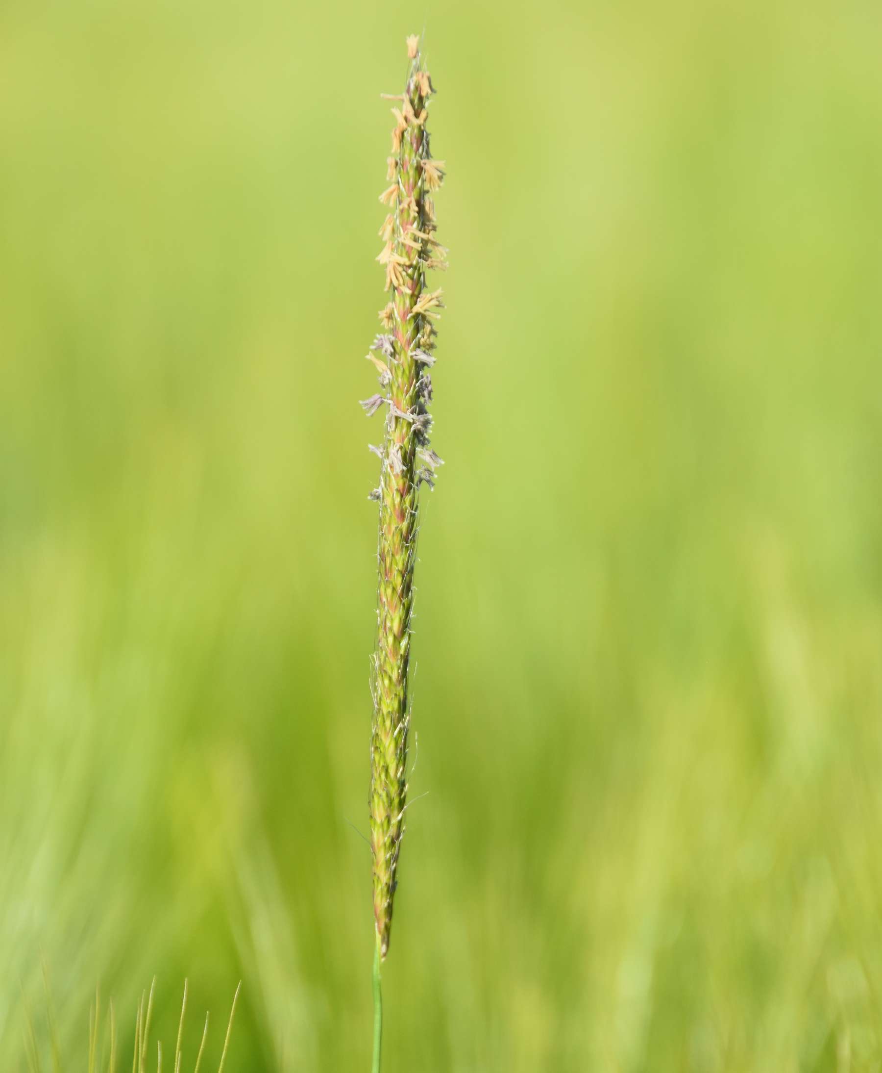 Ackerfuchsschwanzgras hat sich in OÖ schon etabliert.jpg © LK OÖ/Köppl