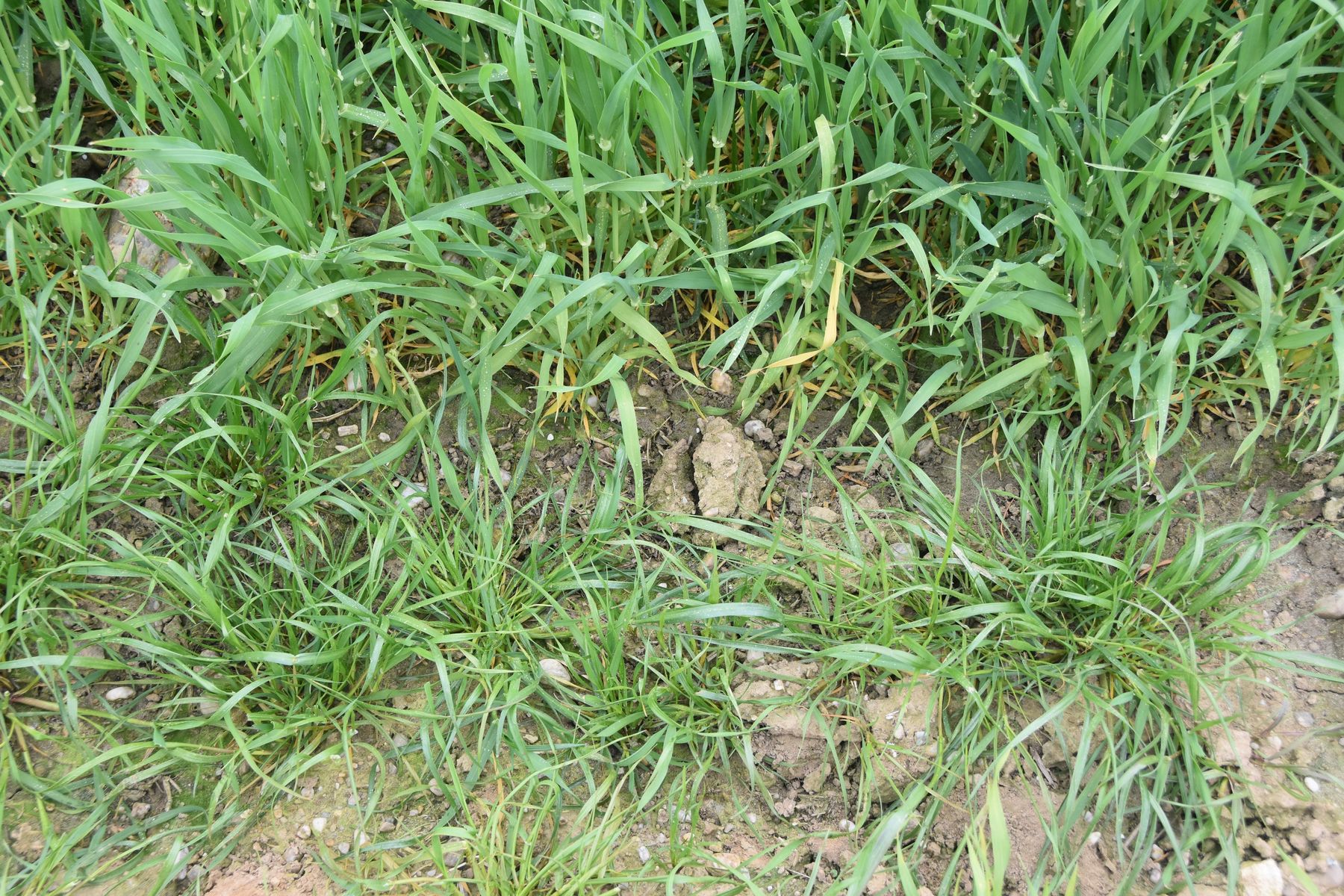 Weidelgräser wandern oft vom Feldrand ein.jpg © LK OÖ/Köppl