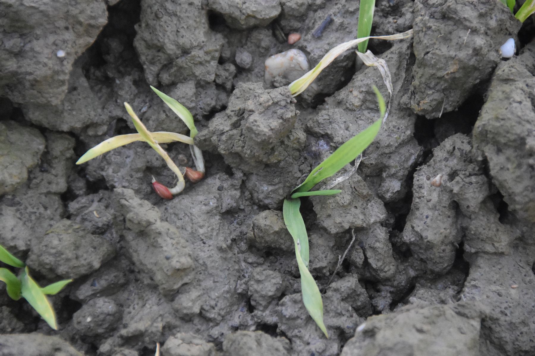 Das Saatgut muss mindestens 2 cm mit Erde bedeckt sein.jpg © LK OÖ/Köppl Das Saatgut muss mindestens 2 cm mit Erde bedeckt sein.jpg © LK OÖ/Köppl