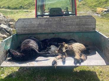 Wolfsriss.jpg © Kapiescha Hof Wolfsriss.jpg © Kapiescha Hof