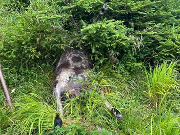 Wolfsriss.jpg © Kapiescha Hof Wolfsriss.jpg © Kapiescha Hof