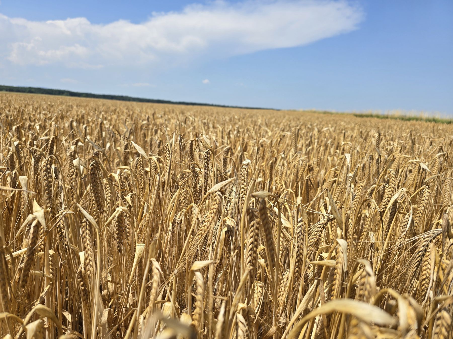 Wintergerstenfeld.jpg © LKBgld_Tesch-Wessely
