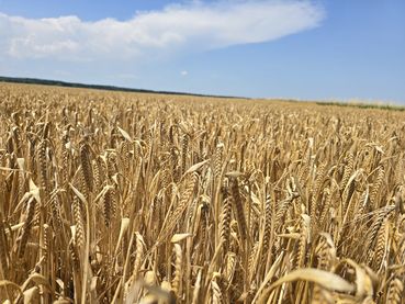 Wintergerstenfeld.jpg © LKBgld_Tesch-Wessely
