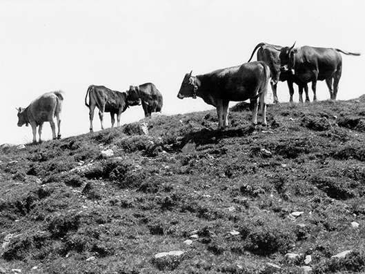 Landwirtschaft früher.jpg © Sammlung Risch-Lau, Vorarlberger Landesbibliothek