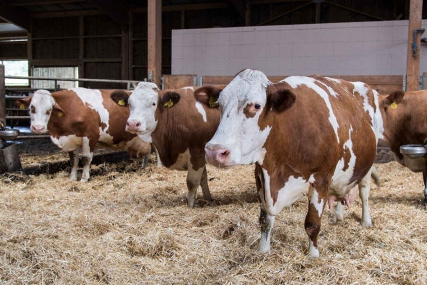 Trockenstehende Kühe © Arbeitskreis Milch Steiermark Trockenstehende Kühe © Arbeitskreis Milch Steiermark