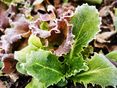 Salat bei Frost © Landwirtschaftskammer Steiermark