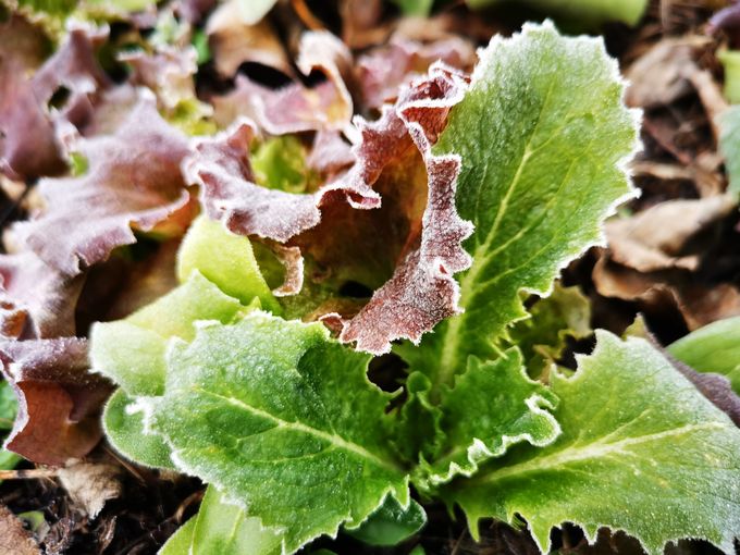 Gefrorenes Salatpflänzchen im Garten © Landwirtschaftskammer Steiermark