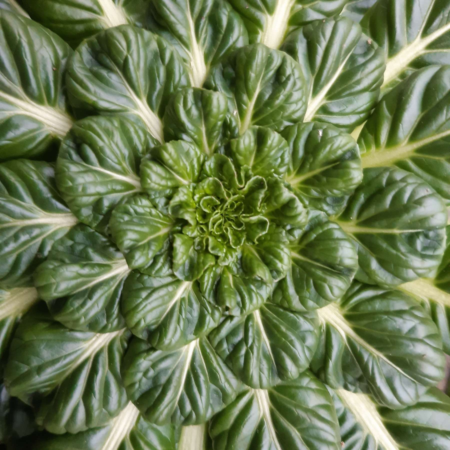 Tat soi Blattrosette © Landwirtschaftskammer Steiermark / Oswald
