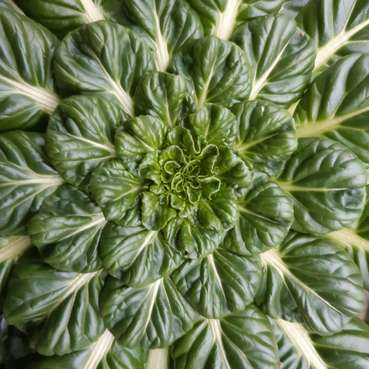 Tat soi Blattrosette © Landwirtschaftskammer Steiermark / Oswald Tat soi Blattrosette © Landwirtschaftskammer Steiermark / Oswald