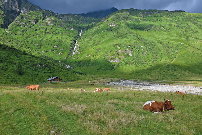 Größte Alm Salzburgs setzt auf Gemeinschaft und Qualität.jpg © Mooslechner