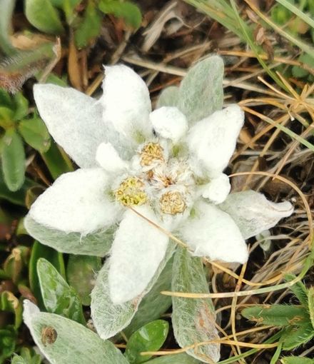 © Fertschey © Fertschey