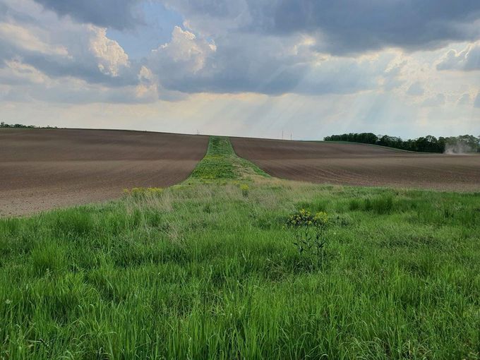 streifenförmige_Biodiversitätsfläche_vonMittedesStreifens_SonnenstrahlenamHorizont_Aug 2022_Sperber Johann.jpg © Johann Sperber/LK Niederösterreich