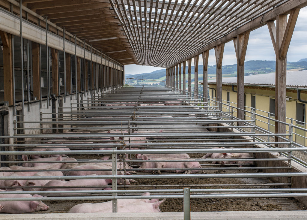 Schweinestall_Auslauf_LK OÖ_klein.jpg © Landwirtschaftskammer OÖ
