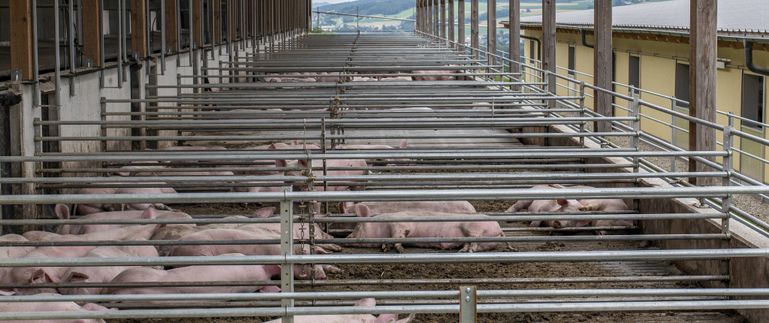 Schweinestall_Auslauf_LK OÖ_klein © Landwirtschaftskammer OÖ Schweinestall_Auslauf_LK OÖ_klein © Landwirtschaftskammer OÖ