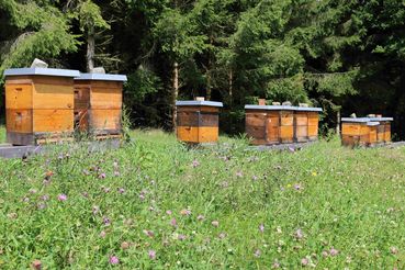 1572425009153386.jpg © Bienenzentrum OÖ