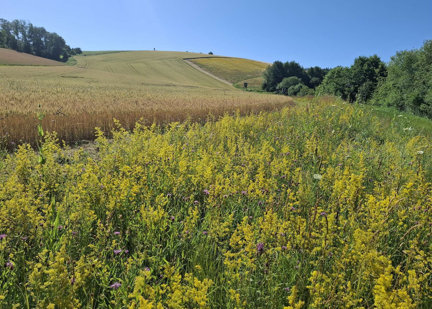1751368586943929.jpg © Bienenzentrum OÖ