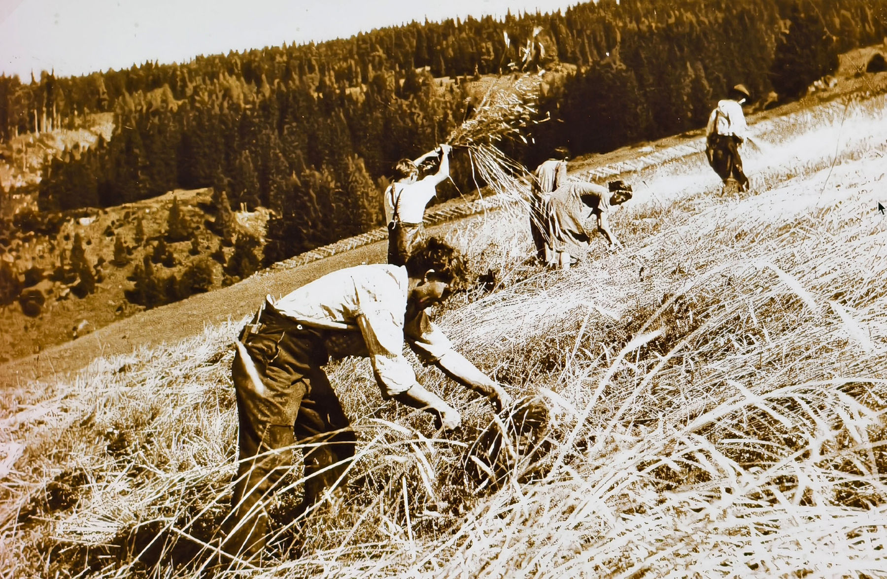 Kornschneiden.jpg © Archiv